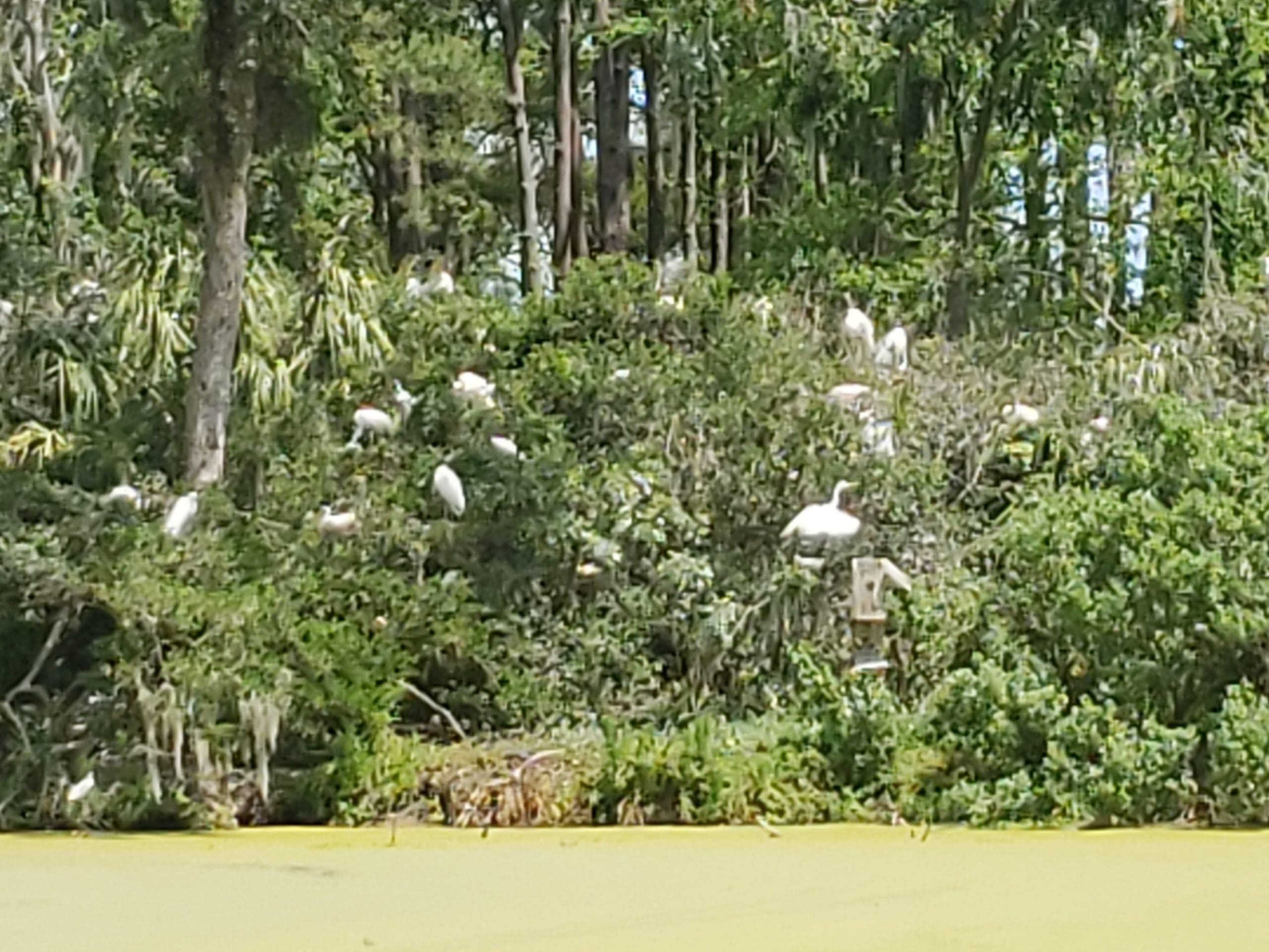 Rookery on Avenue of Oaks