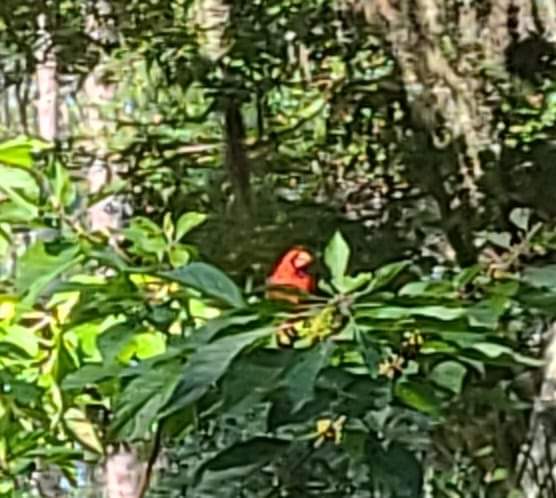 Daufuskie Parrothead (cardinal in a beautyberry bush)