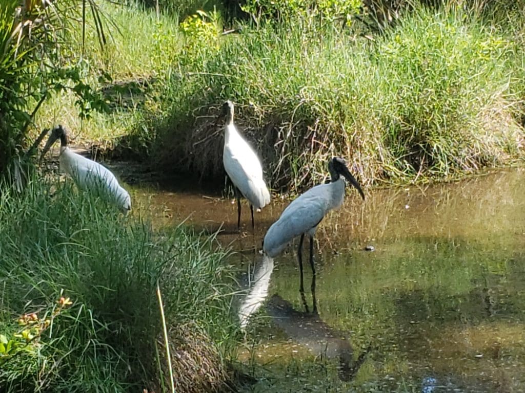 Wood storks having a tea party