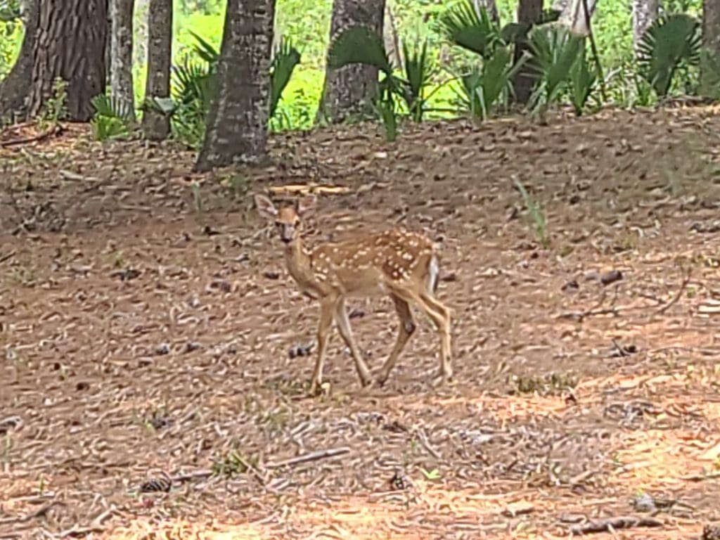 Oh, deer! Where's my mama?